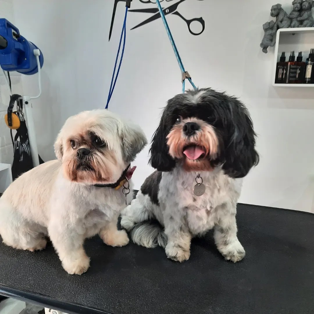 Two freshly groomed Shih Tzus sitting side by side on the table