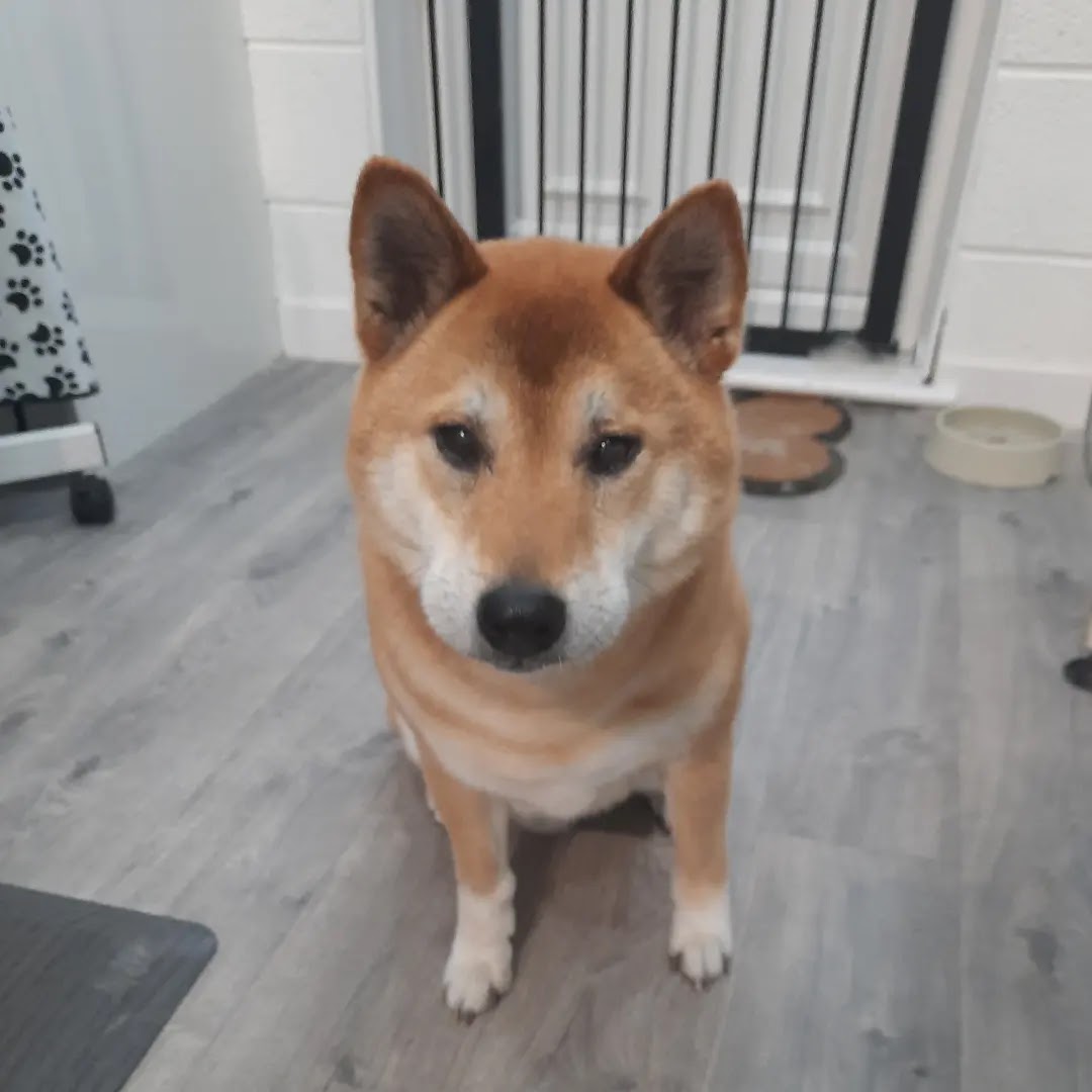A Shiba Inu sitting calmly on the salon floor