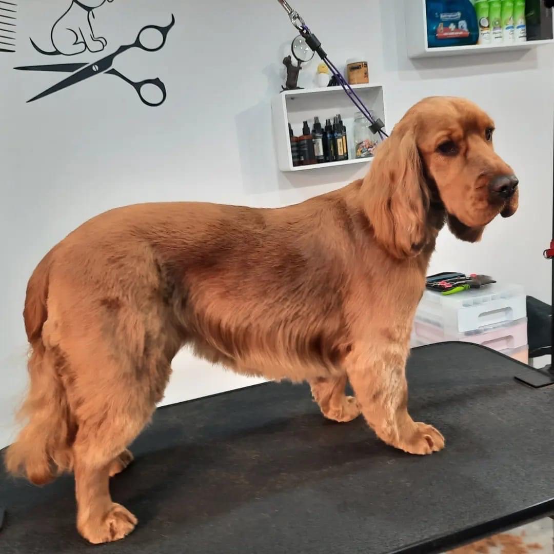 A glossy red Cocker Spaniel standing on the grooming table