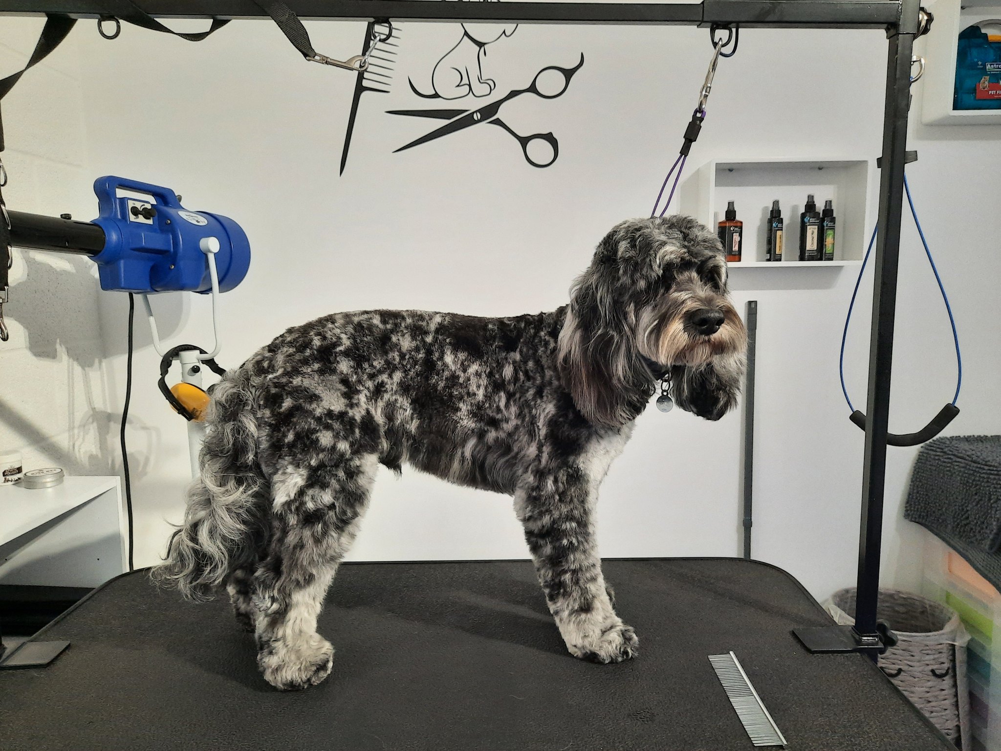 A freshly groomed merle dog standing on the grooming table