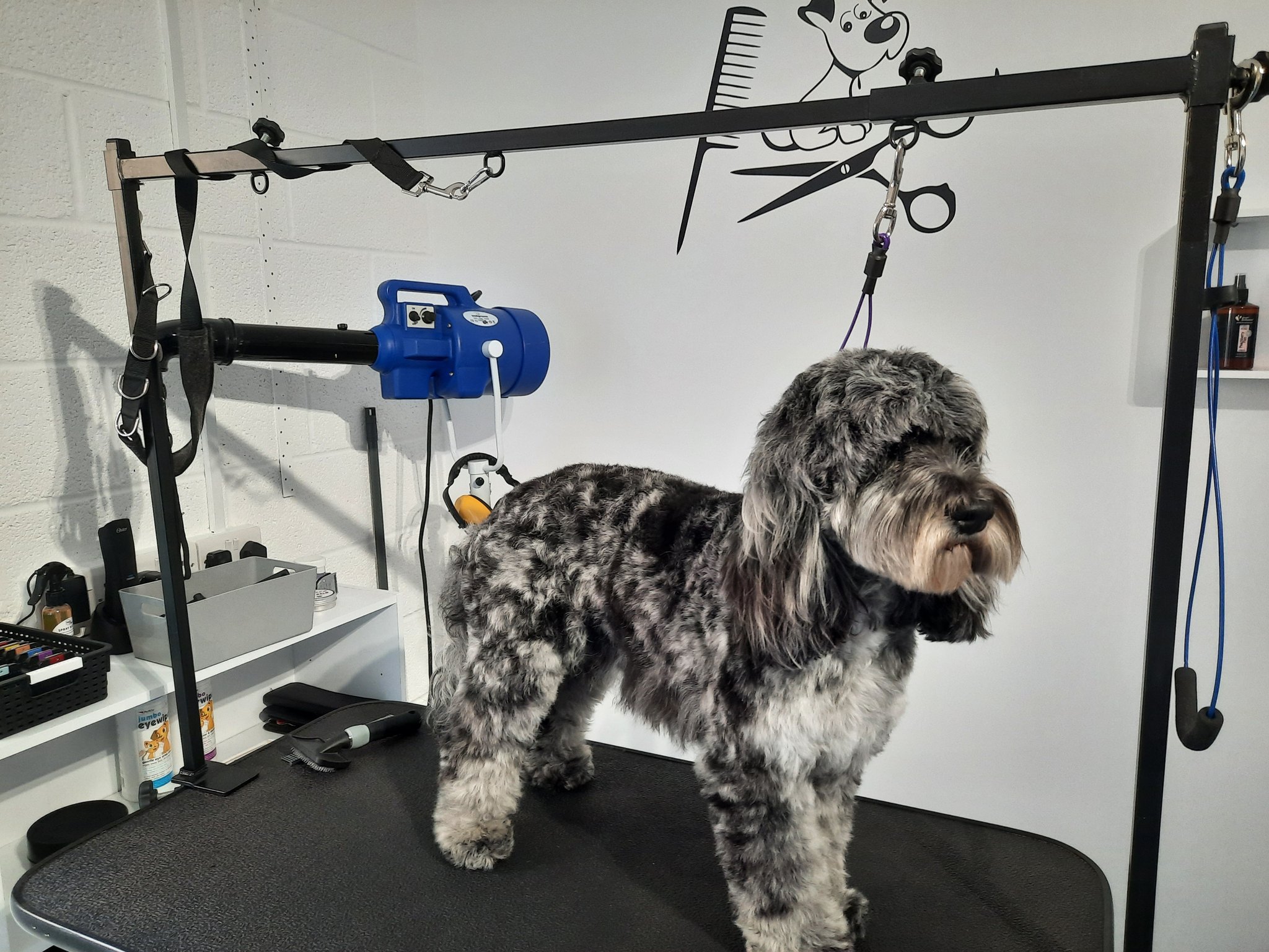 A merle dog with a neat face trim on the grooming table
