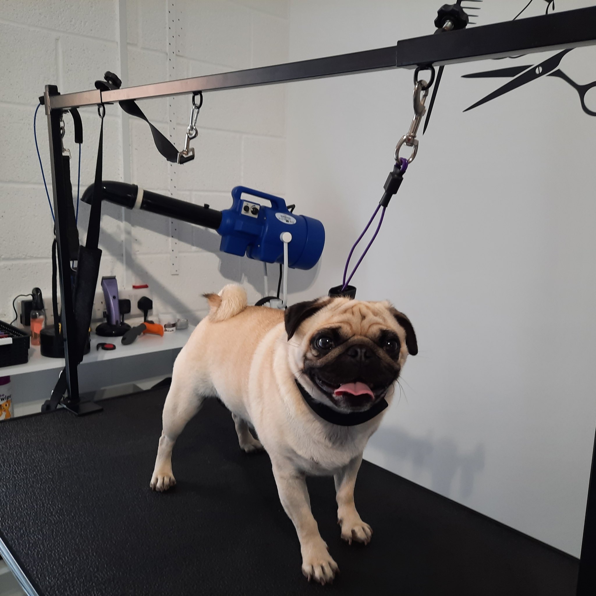 A happy pug on the grooming table after a groom