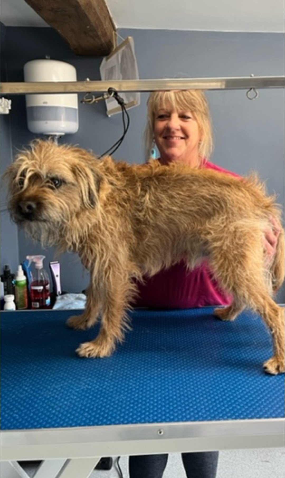 A scruffy Border Terrier on the table before his groom
