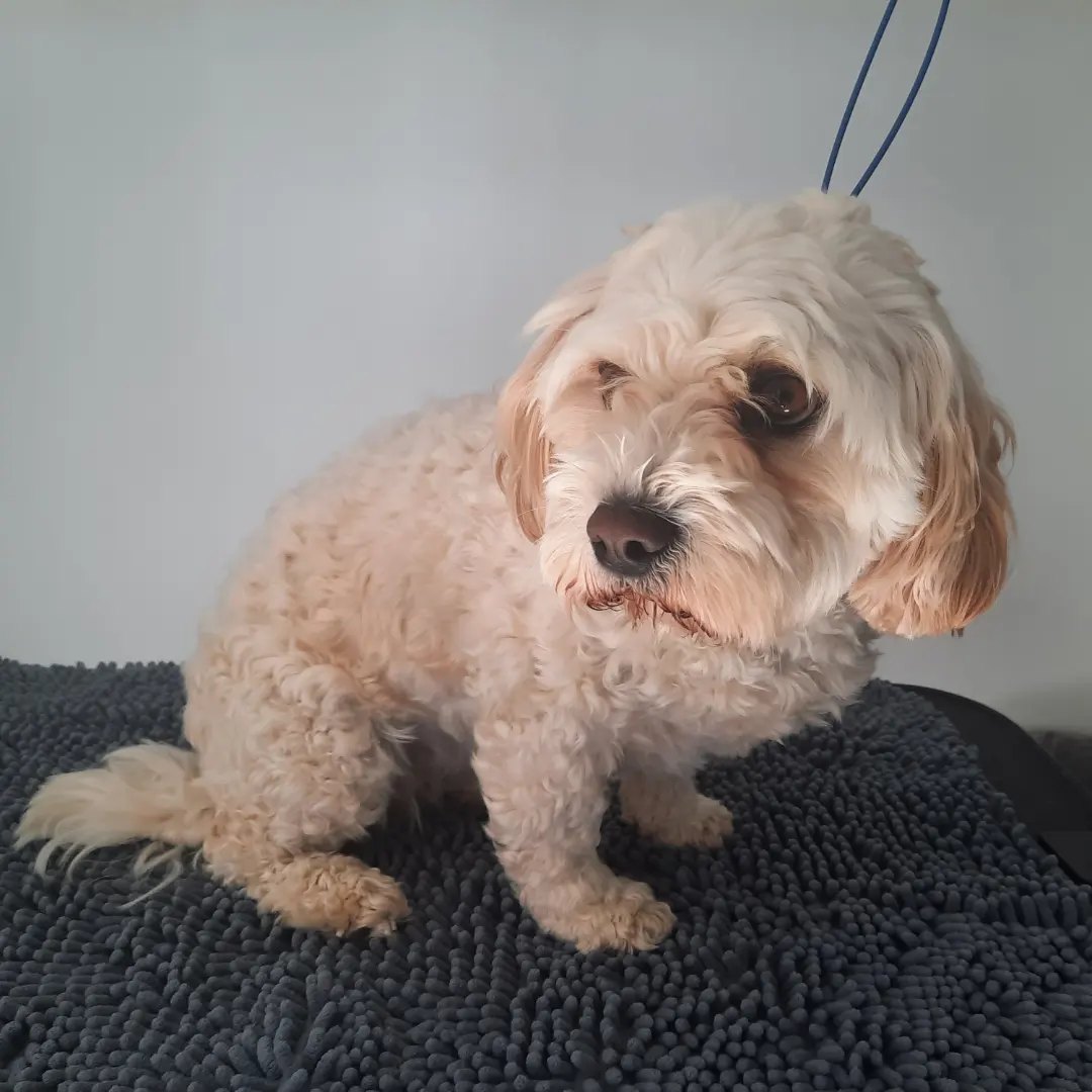 A cream curly-coated dog sitting on the drying mat