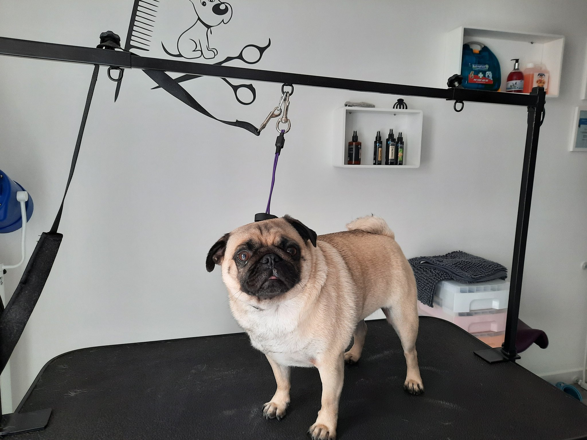 A freshly groomed pug standing on the grooming table