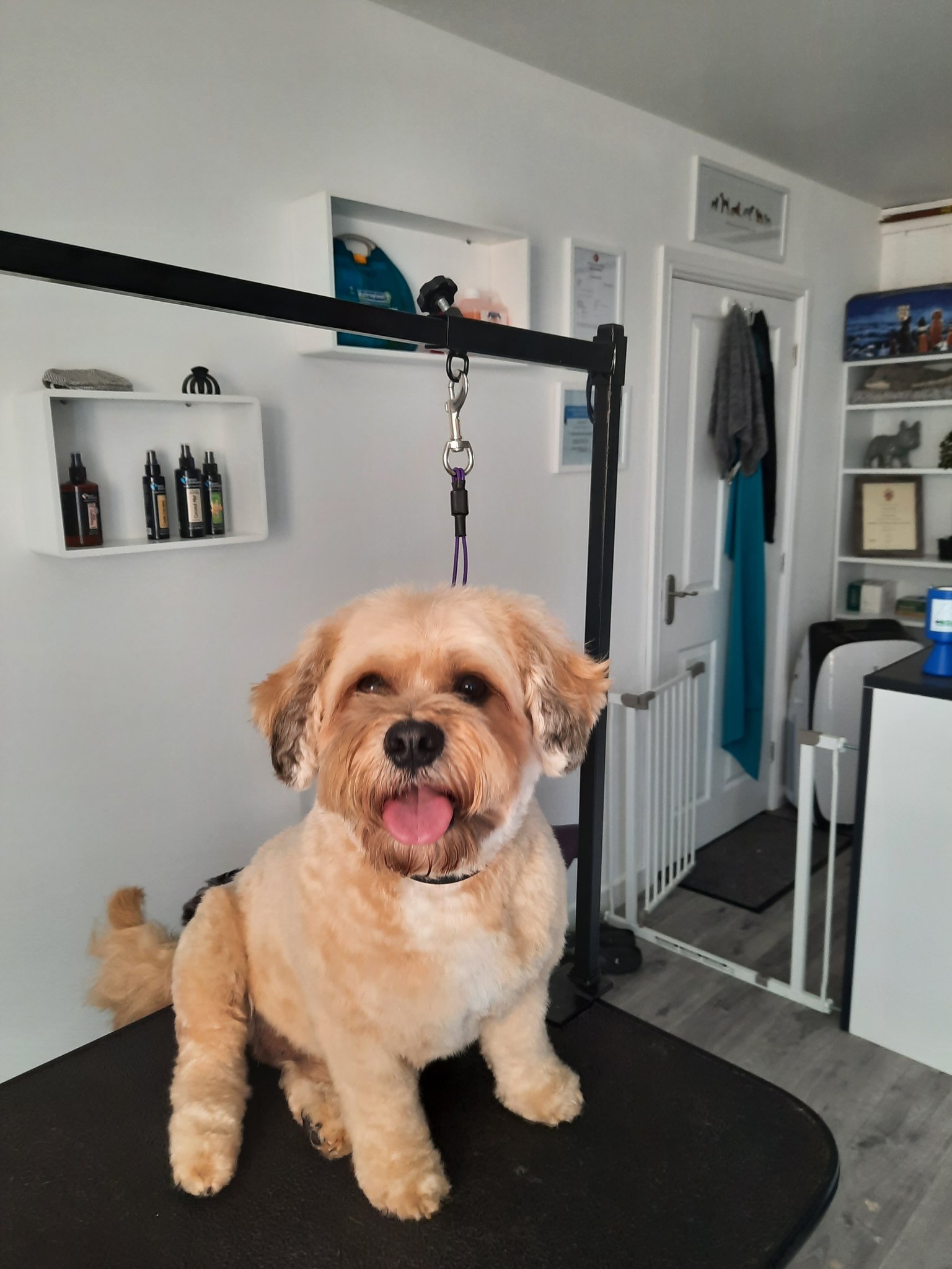 A happy apricot dog sitting on the grooming table after a full groom