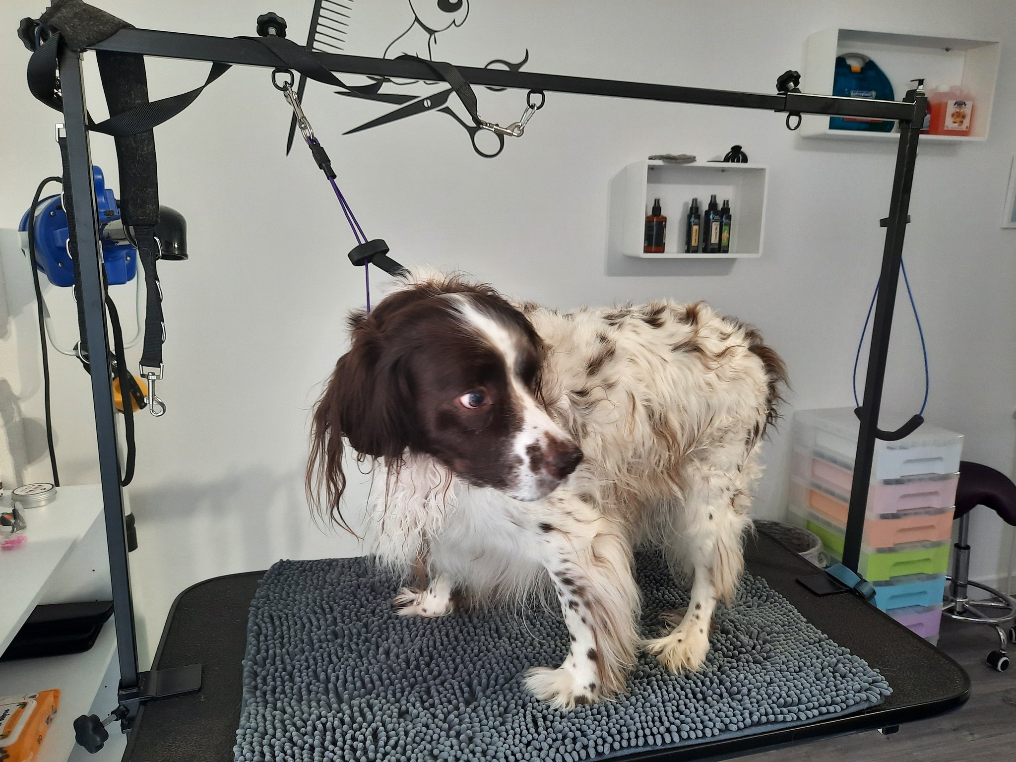 A Springer Spaniel on the grooming table in the clean, bright salon