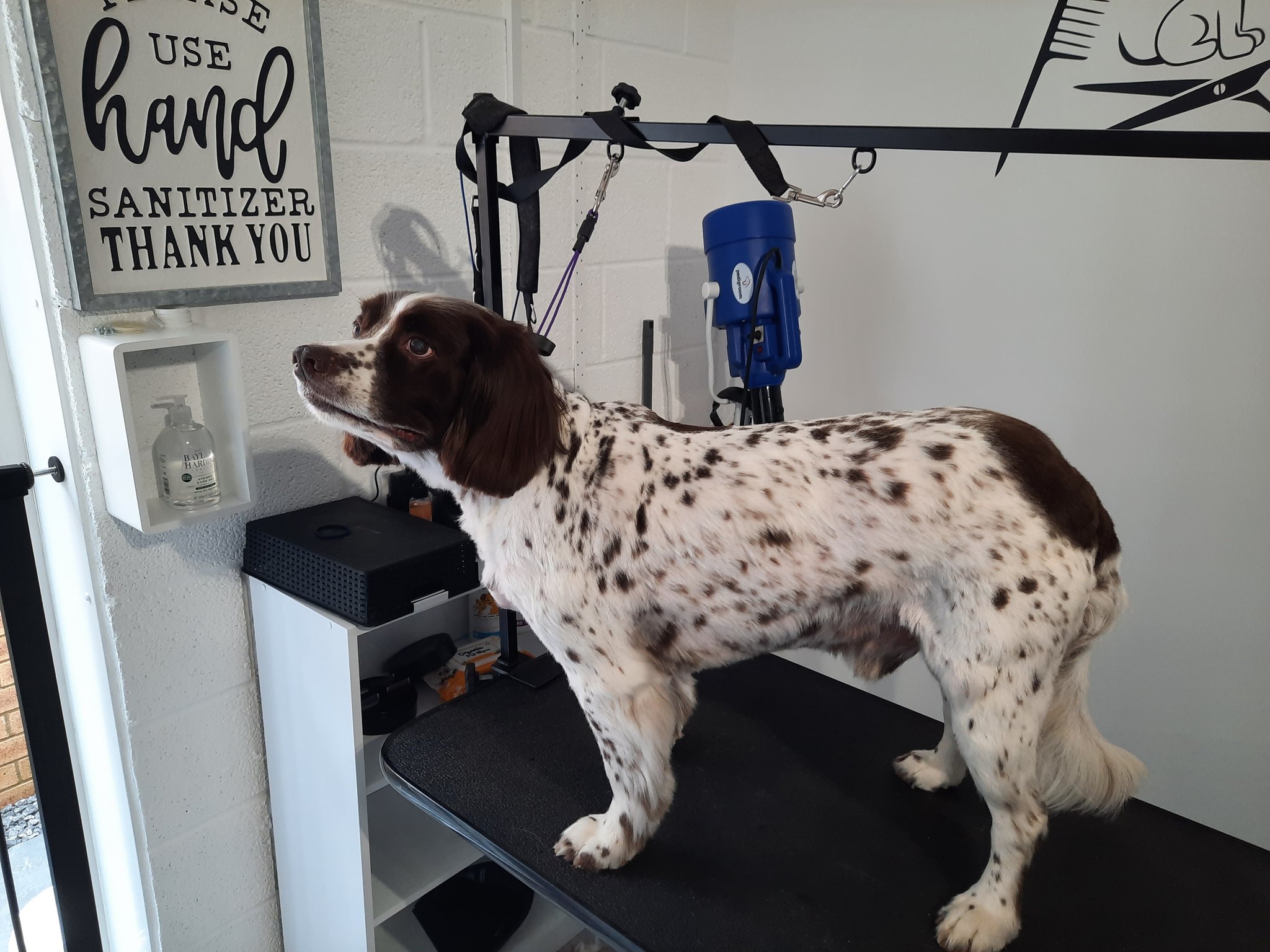A clean, fluffy Springer Spaniel after a bath and blow dry