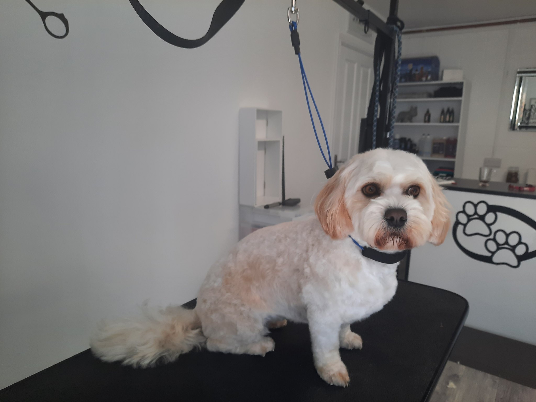 A fluffy white Cavachon beside the paw print reception desk