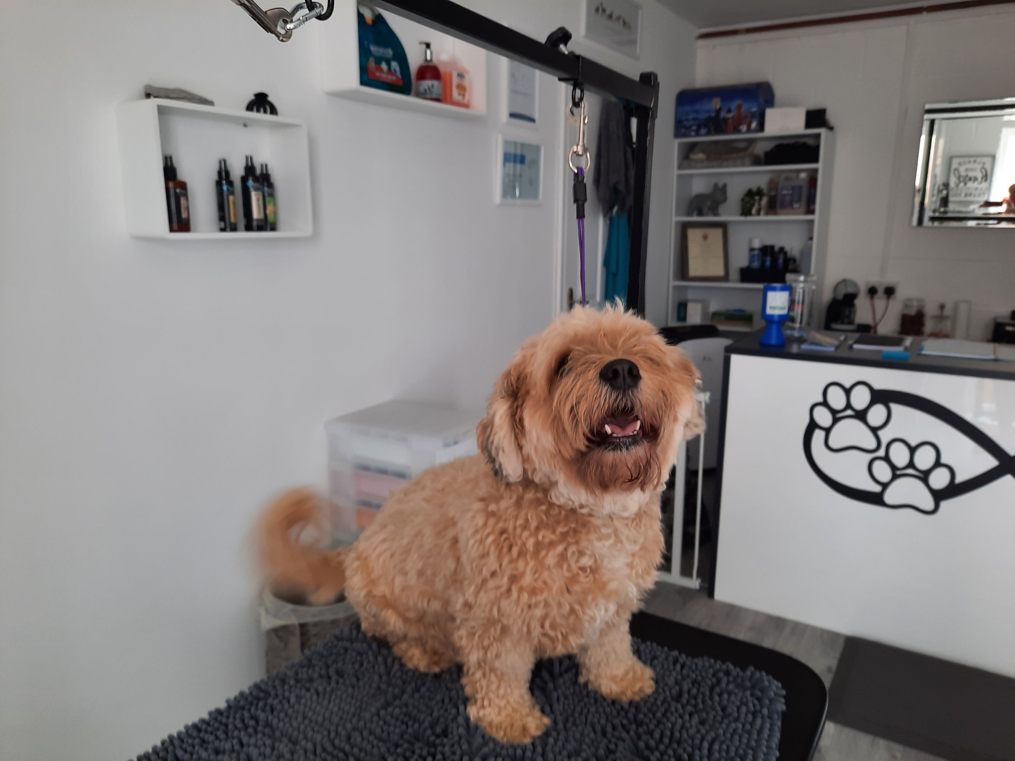 A teddy-bear trimmed apricot dog smiling on the grooming mat